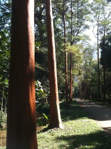 tripsuzette-riodejaneiro-roadbook-jardim-botanico-pau-mulato